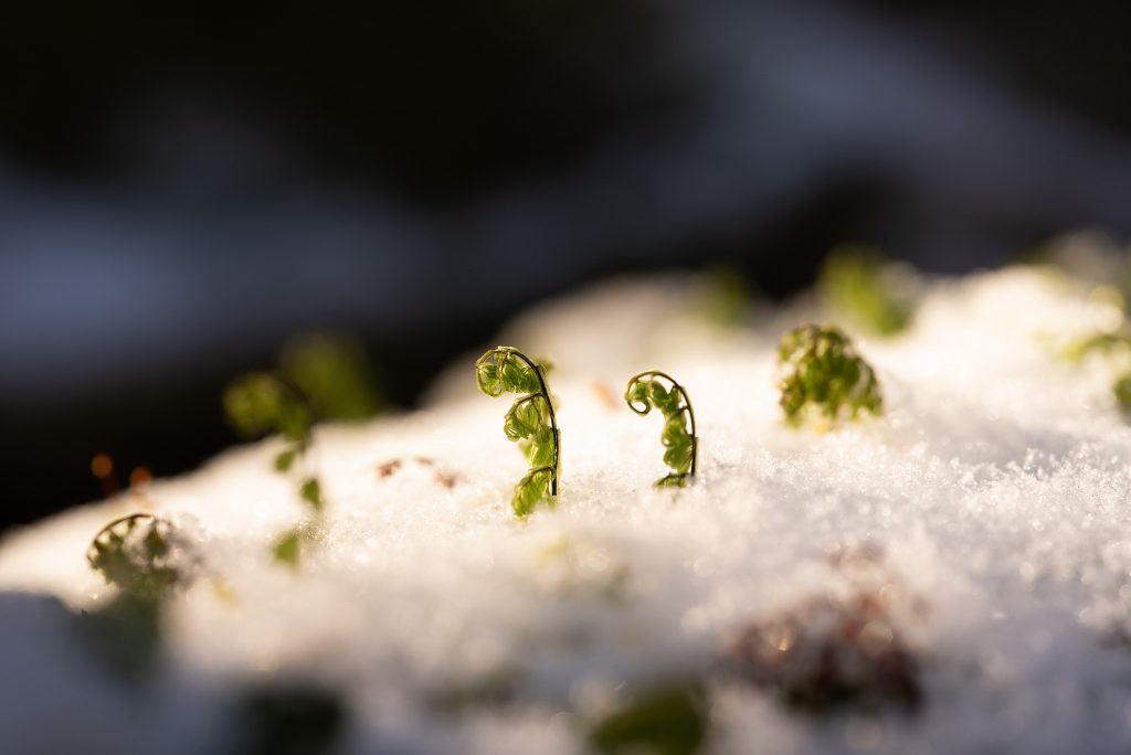 雪に埋もれる青木ヶ原樹海の苔