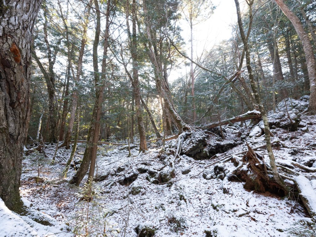 雪景色の青木ヶ原樹海