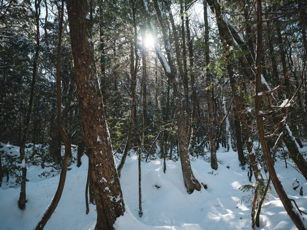 樹海の雪景色 森の静寂という言葉がピッタリ