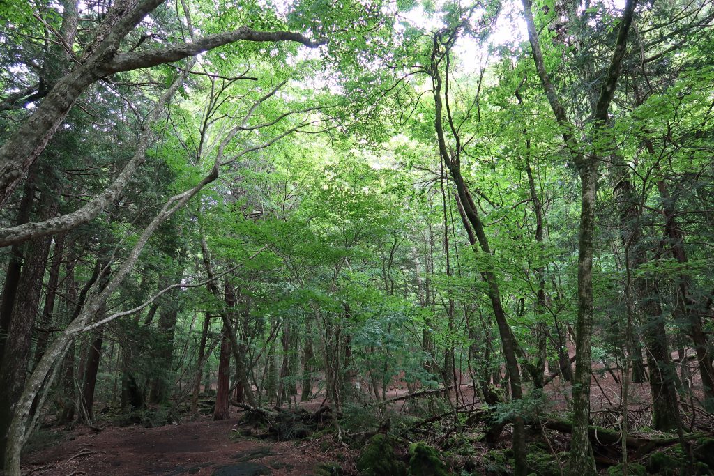 木漏れ日と緑が美しい初夏の森の天井風景 - 富士山・樹海エコツアーは FUJI HAT 木漏れ日と緑が美しい初夏の森の天井風景