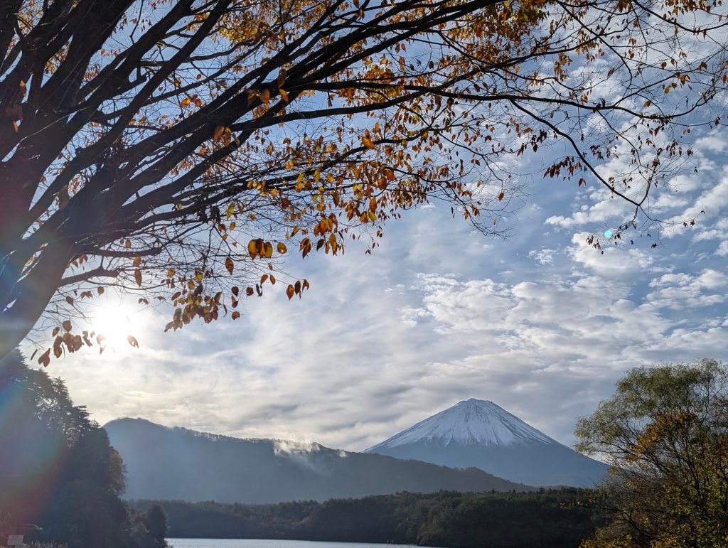 PXL_20241126_230119089 - 富士山・樹海エコツアーは FUJI HAT 紅葉の枝越しに見る富士山と秋空