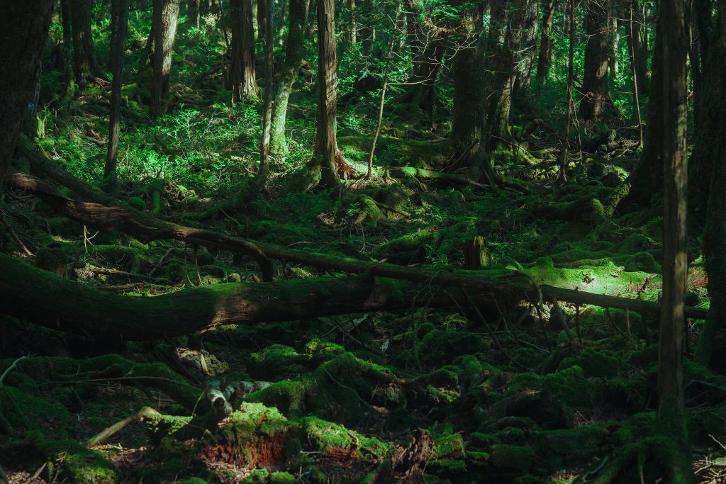 青木ヶ原樹海