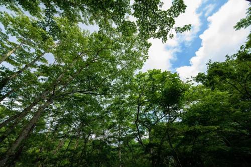 青木ヶ原樹海&大室山 写真ギャラリー