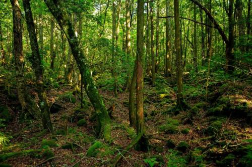 青木ヶ原樹海&大室山 写真ギャラリー