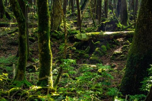 青木ヶ原樹海&大室山 写真ギャラリー