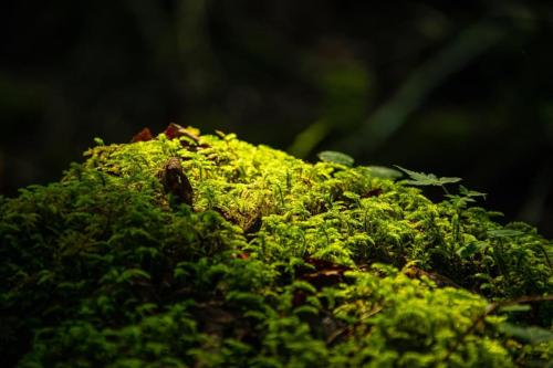 青木ヶ原樹海&大室山 写真ギャラリー