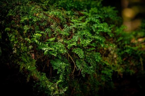 青木ヶ原樹海&大室山 写真ギャラリー