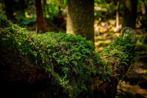 青木ヶ原樹海&大室山 写真ギャラリー
