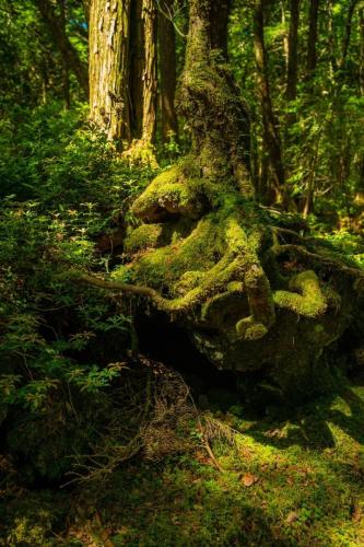 青木ヶ原樹海&大室山 写真ギャラリー