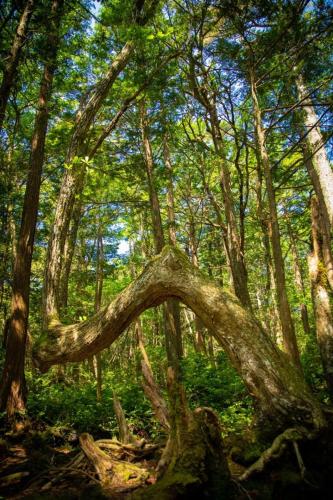青木ヶ原樹海&大室山 写真ギャラリー