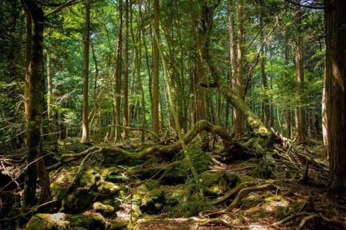 青木ヶ原樹海&大室山 写真ギャラリー