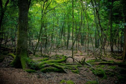 青木ヶ原樹海&大室山 写真ギャラリー