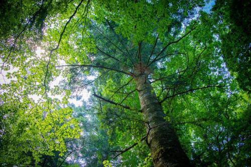 青木ヶ原樹海&大室山 写真ギャラリー