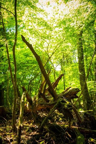 青木ヶ原樹海&大室山 写真ギャラリー