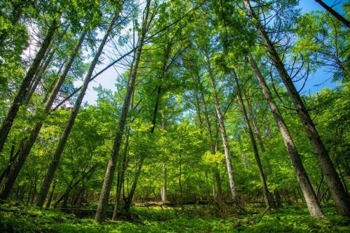 青木ヶ原樹海&大室山 写真ギャラリー