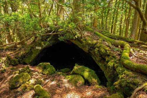 青木ヶ原樹海&大室山 写真ギャラリー