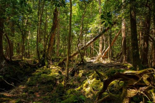 青木ヶ原樹海&大室山 写真ギャラリー