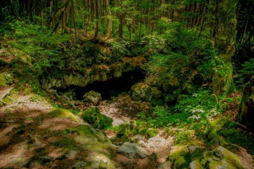 青木ヶ原樹海&大室山 写真ギャラリー