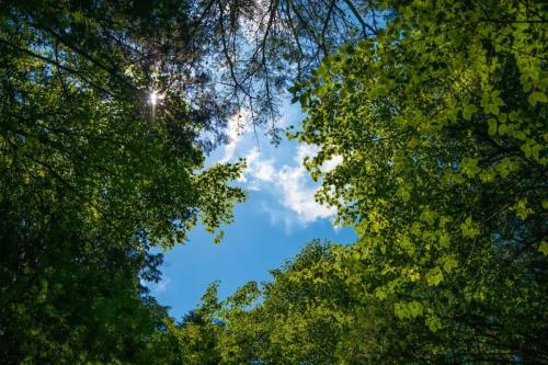 青木ヶ原樹海&大室山 写真ギャラリー
