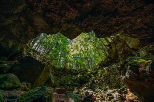 青木ヶ原樹海&大室山 写真ギャラリー