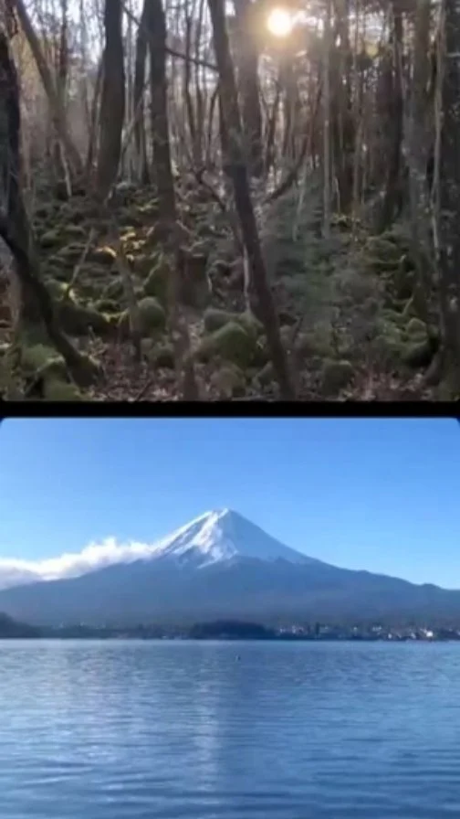 樹海　野外露出 